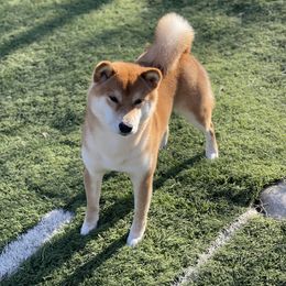 YUDAY - Shiba Inu
