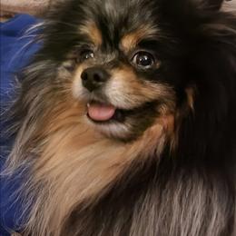 Sterling - Pomeranian