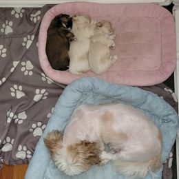 Shih Tzu Puppies from N.F.S.T Imperial ShihTzu Puppies.