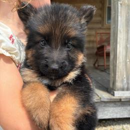 Cowboy (red collar) - Black and red male German Shepherd puppy in Union City, Ohio from God’s Gifts German Shepherds