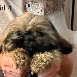 Girl 2 - Sable and white female Shih Tzu puppy in Rock, West Virginia from Willow Tree Haven Shih Tzu