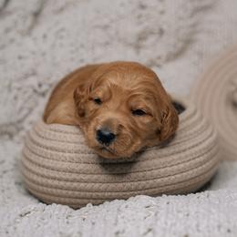 Rosie - Red  female Goldendoodle puppy in Duncan, South Carolina from Abner Creek Poodles & Doodles