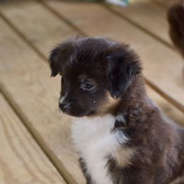 Bella - Black tri female Toy Australian Shepherd puppy in New Boston, Texas from Rhinestone Ranch