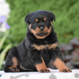 Rottweiler Puppies from Sharp Ridge Rottweilers