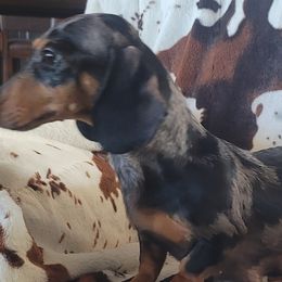 Aurora - Dachshund