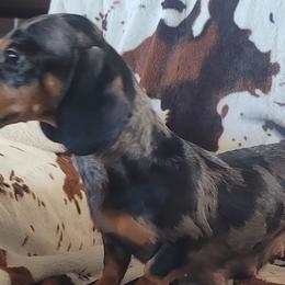 Aurora - Dachshund