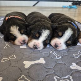 Bernese Mountain Dog puppies from Premium Puppies