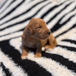 Kovu - Red  male Goldendoodle puppy in Jacksonville, Florida from Dandelion Doodles