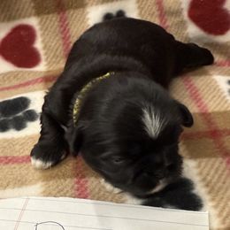Boo - Black and white male Shih Tzu puppy in Marshfield, Missouri from Hillside Loop Kennel LLC