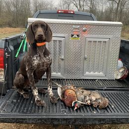 Gunner - German Shorthaired Pointer