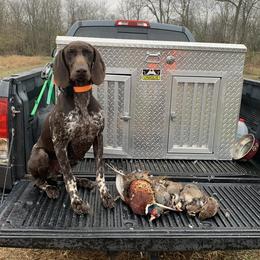 Gunner - German Shorthaired Pointer