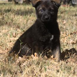 Pink Collar - Sable female German Shepherd puppy in Mansfield, Texas from Vom Anfang German Shepherds