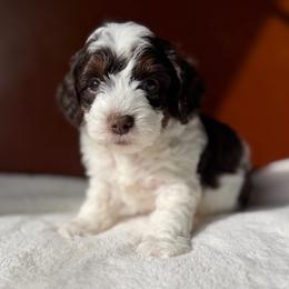 Orange Boy - Brown and white male Cockapoo puppy in Fort Gibson, Oklahoma from Waggle Doodles
