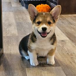 Twix - Black and tan male Pembroke Welsh Corgi puppy in Frontenac, Kansas from Holloway Corgis