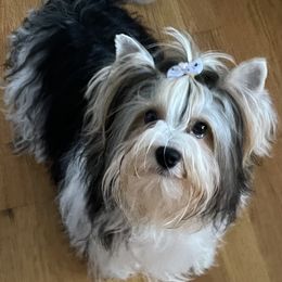 Griff - Biewer Terrier
