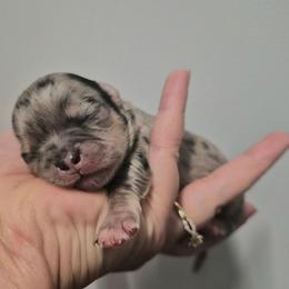 AKC Aegon - Merle male Chihuahua puppy in Silver Summit, Utah from Snow Peak Kennel
