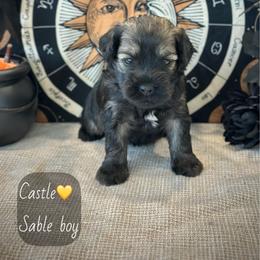 Castle - Sable male Schnoodle puppy in Placerville, California from Rpuppies