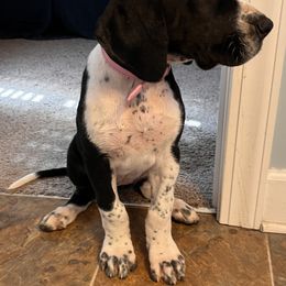 Great Dane Puppies from Blackmon Family Danes