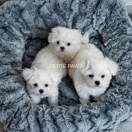 Eric - White male Maltese puppy in Tampa, Florida from Petite Pawz