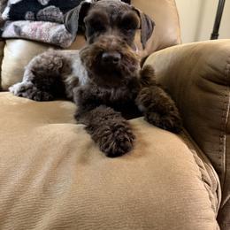 Miniature Schnauzer Puppies from Kalee-Rose Miniature Schnauzers