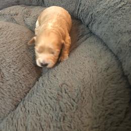 Girl4 - Chocolate female Havapoo puppy in Hudson, Indiana from A&G Maltipoos