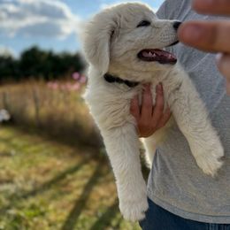 Brown collar boy - White male Maremma Sheepdog puppy in Swanton, Ohio from Old Orchard Maremmas
