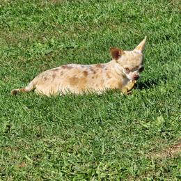 Trinket - Chihuahua