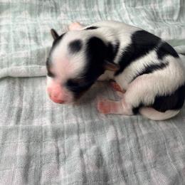 Peaches (girl 3) - Black tan and white female Biewer Terrier puppy in Las Cruces, New Mexico from De La Rosa Biewers