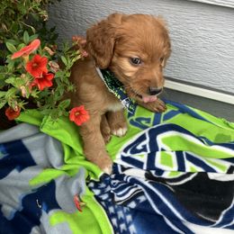 Goldendoodle and Poodle Puppies from South Sound Doodles