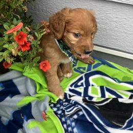 Goldendoodle and Poodle Puppies from South Sound Doodles