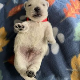 Red - White male West Highland White Terrier puppy in Boaz, Alabama from Creekside Westies