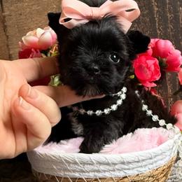 Velvet - Black and gold female Yorkshire Terrier puppy in Howe, Oklahoma from Ray Holder
