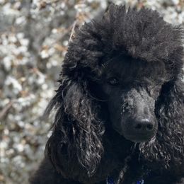 Collies, Poodles, and Shetland Sheepdogs from Adiame Kennels