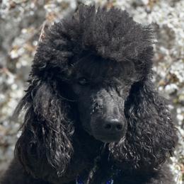 Collies, Poodles, and Shetland Sheepdogs from Adiame Kennels