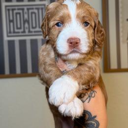 Girl 1 - Red female Australian Labradoodle puppy in Valley Springs, California from Blue Denim Doodles