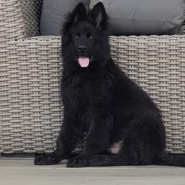 German Shepherd Puppies from Von Gonzalez Kennel