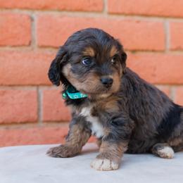 Aussiedoodle and Goldendoodle Puppies from Ever After Doodles Arizona