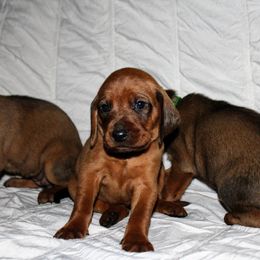 Redbone Coonhound Puppies from Reedy Creek Redbones