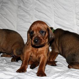 Redbone Coonhound Puppies from Reedy Creek Redbones