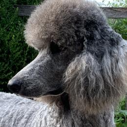 Gabriail - Poodle