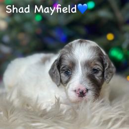 Shad Mayfield - Blue merle male Aussiedoodle puppy in Lancaster, Minnesota from Finney Ranch
