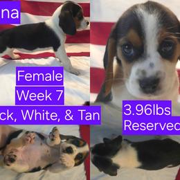 Luna-Purple Female - Black white and tan female Beagle puppy in Bemidji, Minnesota from Nse Farms Beagles