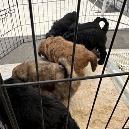 Newfypoo puppies from Socal Puppy