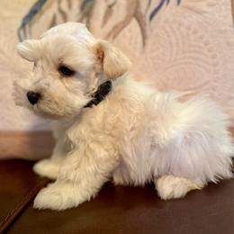 Sterling - Wheaten male Miniature Schnauzer puppy in Byron, Georgia from Smilee Schnauzers