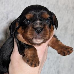 Zephyr - Black and tan male Cavalier King Charles Spaniel puppy in Stilwell, Oklahoma from Love Bug Cavaliers