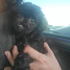 Cavalier King Charles Spaniel, Cavapoo, and Poodle Puppies from Far West Texas Oodles of Cavi's & Cavoodles
