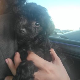 Cavalier King Charles Spaniel, Cavapoo, and Poodle Puppies from Far West Texas Oodles of Cavi's & Cavoodles