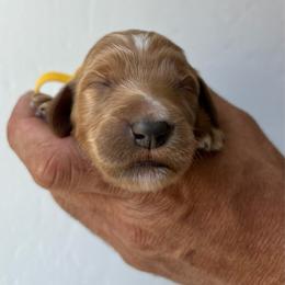 Girl 2 (yellow collar girl) - Apricot female Goldendoodle puppy in San Diego, California from Southside Doodles