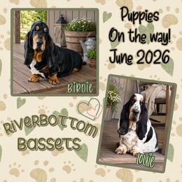 Basset Hound puppies from RiverBottom Bassets