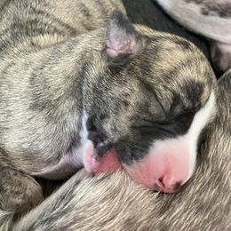 Girl 1 - Fawn brindle female Whippet puppy in Coventry, Rhode Island from Aristaios Farms